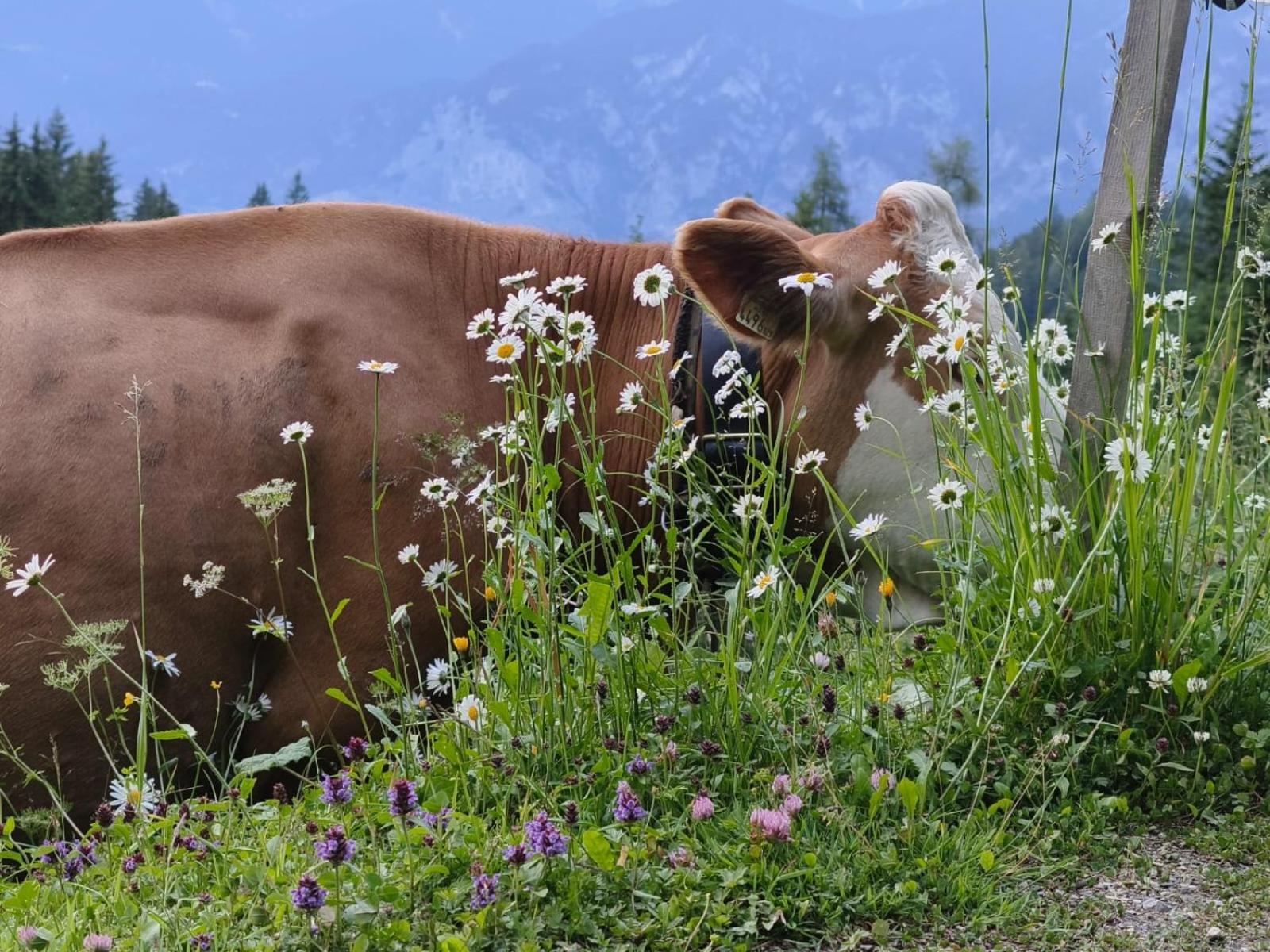 Ferienwohnung Goetzner Auszeit İnnsbruck Dış mekan fotoğraf