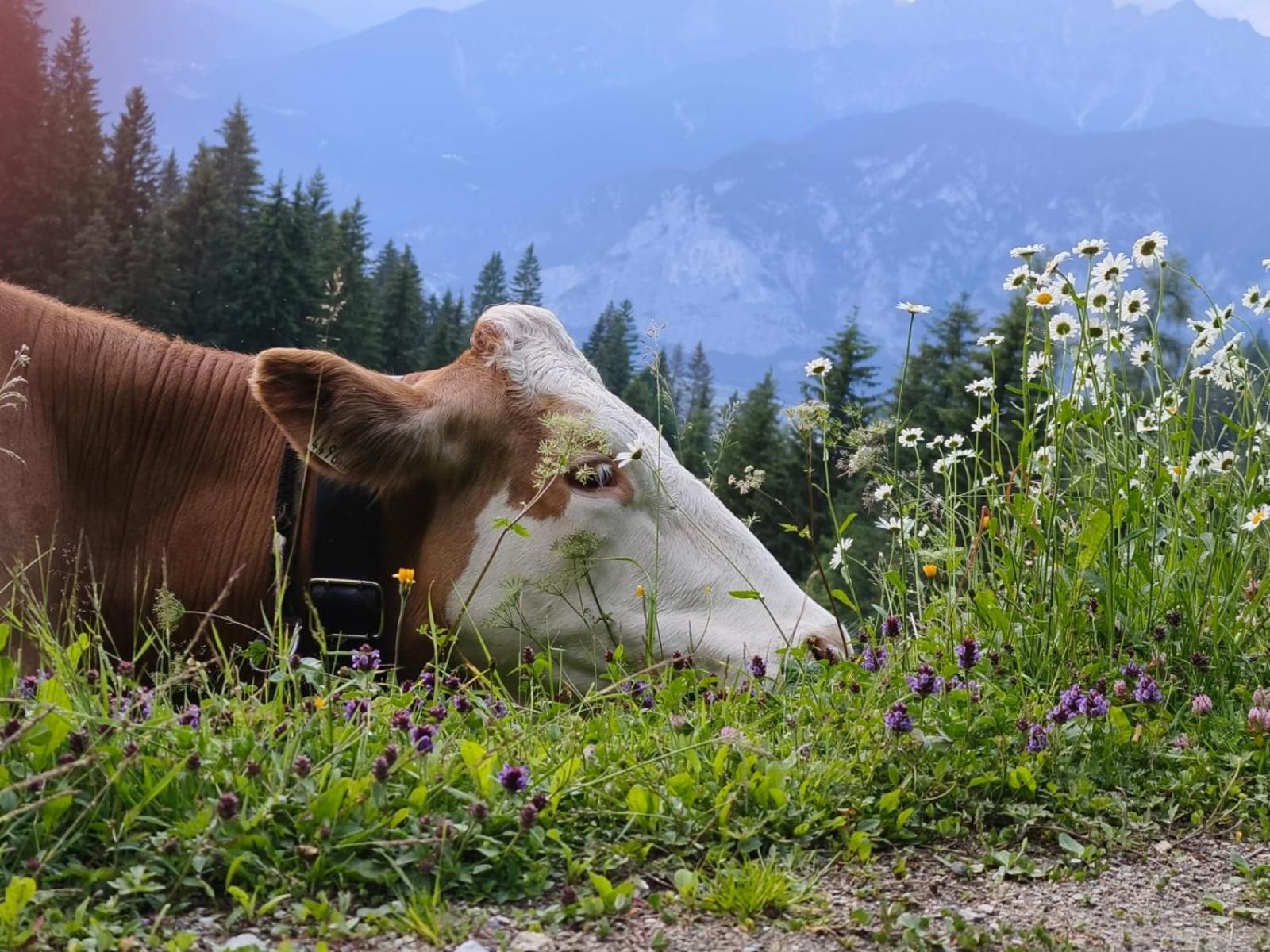 Ferienwohnung Goetzner Auszeit İnnsbruck Dış mekan fotoğraf