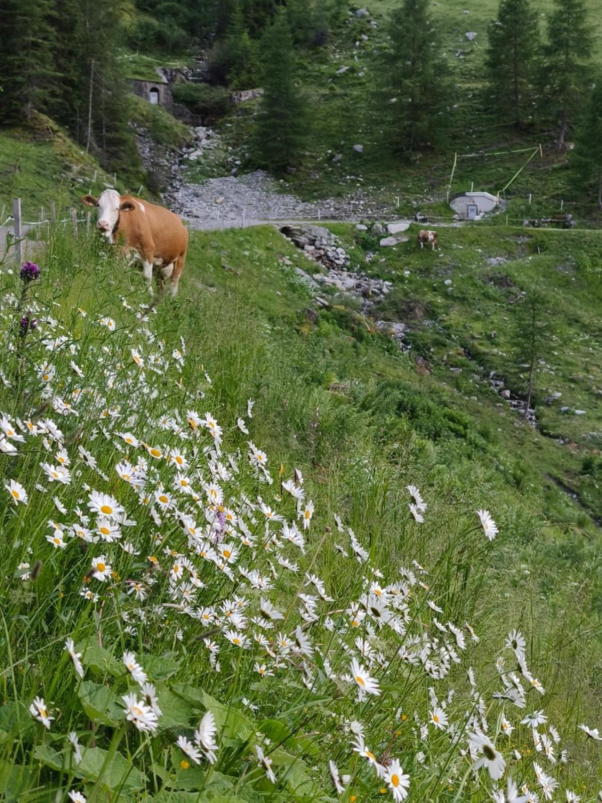 Ferienwohnung Goetzner Auszeit İnnsbruck Dış mekan fotoğraf
